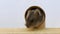 A curious hamster's muzzle peeks out of the hole The rodent sniffs the surface