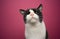 curious handicapped rescued cat blind in one eye portrait on pink background