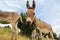 A curious handsome young donkey