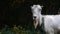 Curious happy white goat grazing in the park. Portrait of a funny goat. Farm Animal. The goat is looking at the camera