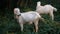 Curious happy white goats grazing in the park. Portrait of a funny goats. Farm Animals. The goats is looking at the