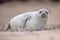 Curious harbor seal