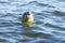 Curious Harbor Seal & x28;Phoca vitulina& x29; Peering Over.