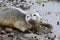 Curious Harbor Seal Pup