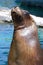 Curious Harbour Seal