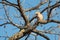 Curious hawfinch female on a twig