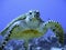 Curious hawksbill sea turtle (endangered)