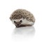 Curious hedgehog sniffing and sitting on white background