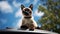 Curious Heights: Siamese Cat Atop the Car