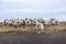 Curious herd of sheep standing on pasture