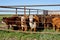 Curious herd of young calves in a pen