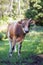 Curious horned cow checking out camera