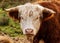 A curious horned cow pauses from grazing to look into the camera