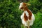 Curious hornless goat