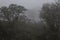 Curious horse herd in middle of a dense woon in foggy day