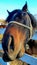 A curious horse, snout and ears, asks the visitor for something to eat