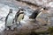 Curious Humboldt Penguins