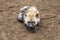 Curious hyena cub laying flat on the ground