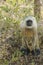 Curious Indian Langur Portrait