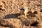 Curious and inquiring surikat or meerkat watching around