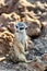 Curious and inquiring surikat or meerkat watching straight and sitting comfortably