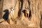 Curious and inquiring surikats or meerkats watching around