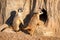 Curious and inquiring surikats or meerkats watching around