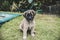 A curious and inquisitive 4 week old puppy looking at the camera while sitting on the grass