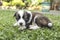 A curious and inquisitive 4 week old puppy looks at the camera. Healthy eye development