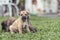 A curious and inquisitive one month old puppy with his brother on the grass outdoors