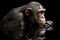 A curious and intelligent Chimpanzee looking at its reflection, showing off its curious and intelligent nature. Generative AI