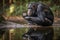 A curious and intelligent Chimpanzee looking at its reflection, showing off its curious and intelligent nature. Generative AI