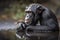 A curious and intelligent Chimpanzee looking at its reflection, showing off its curious and intelligent nature. Generative AI