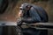 A curious and intelligent Chimpanzee looking at its reflection, showing off its curious and intelligent nature. Generative AI