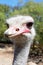 Curious, Interested Ostrich, Oudtshoorn, South Africa