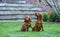 Curious Irish Setter pair on the nature