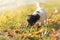 Curious Jack Russell puppy is following a track in autumn leaves