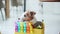 Curious Jack Russell Terrier dog rummaging through a gift box