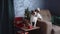 Curious Jack Russell Terrier investigates Christmas decor on a cozy couch