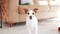 A curious Jack Russell Terrier perches atop a couch, its warm brown eyes