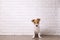 Curious Jack Russell Terrier puppy looking at the camera. Adorable doggy with folded ears at home with funny look on its face.