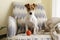 Curious Jack Russell Terrier puppy playing with favorite toy looking at the camera. Adorable doggy with folded ears and orange