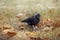 Curious jackdaw&