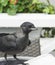 Curious Jackdaw