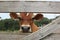 Curious Jersey cow looks through the fence