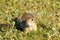 Curious juvenile ground squirrel