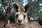 Curious kangaroo