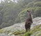 Curious kangaroo in the bush