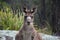 Curious kangaroo in the bush