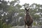 Curious kangaroo in the bush